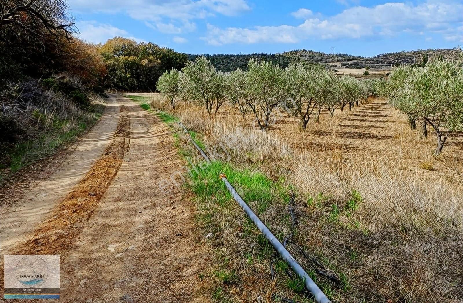 Aliağa Yalı Mh. Merkeze Yakın Konumda 1.246 M2 Zeytinli Tarla - Görsel 3