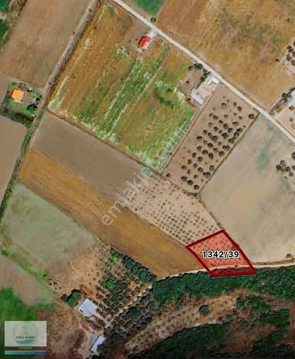Aliağa Yalı Mh. Merkeze Yakın Konumda 1.246 M2 Zeytinli Tarla - Görsel 19