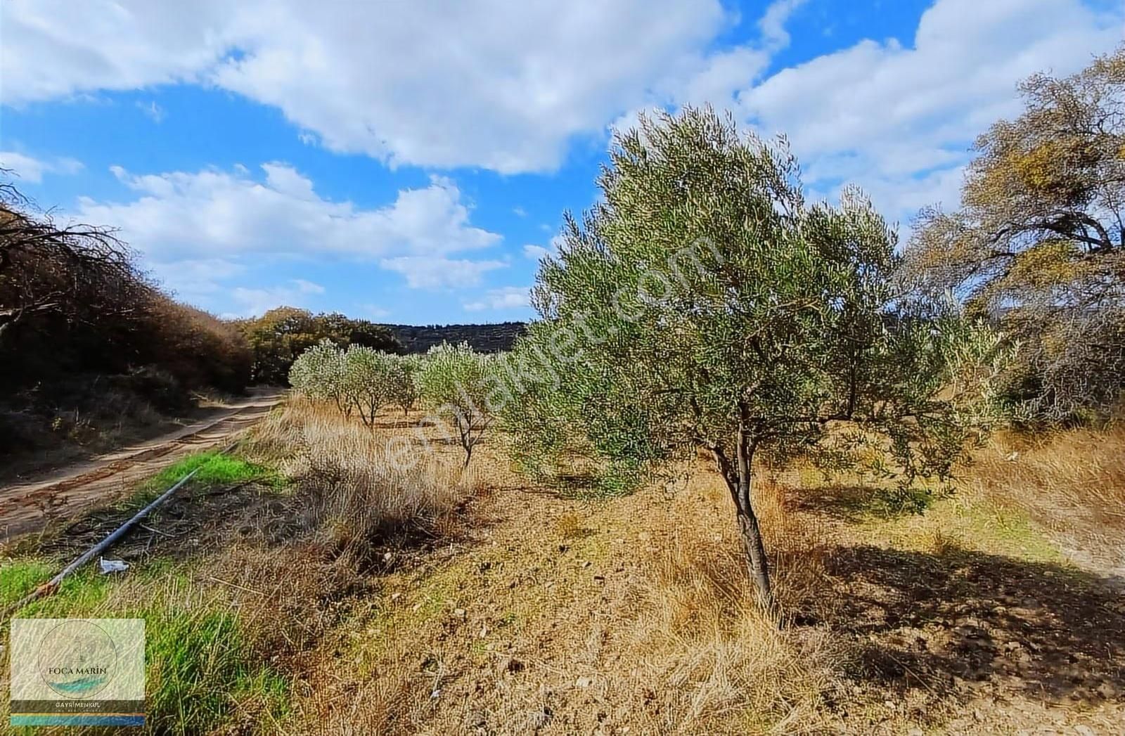 Aliağa Yalı Mh. Merkeze Yakın Konumda 1.246 M2 Zeytinli Tarla - Görsel 15