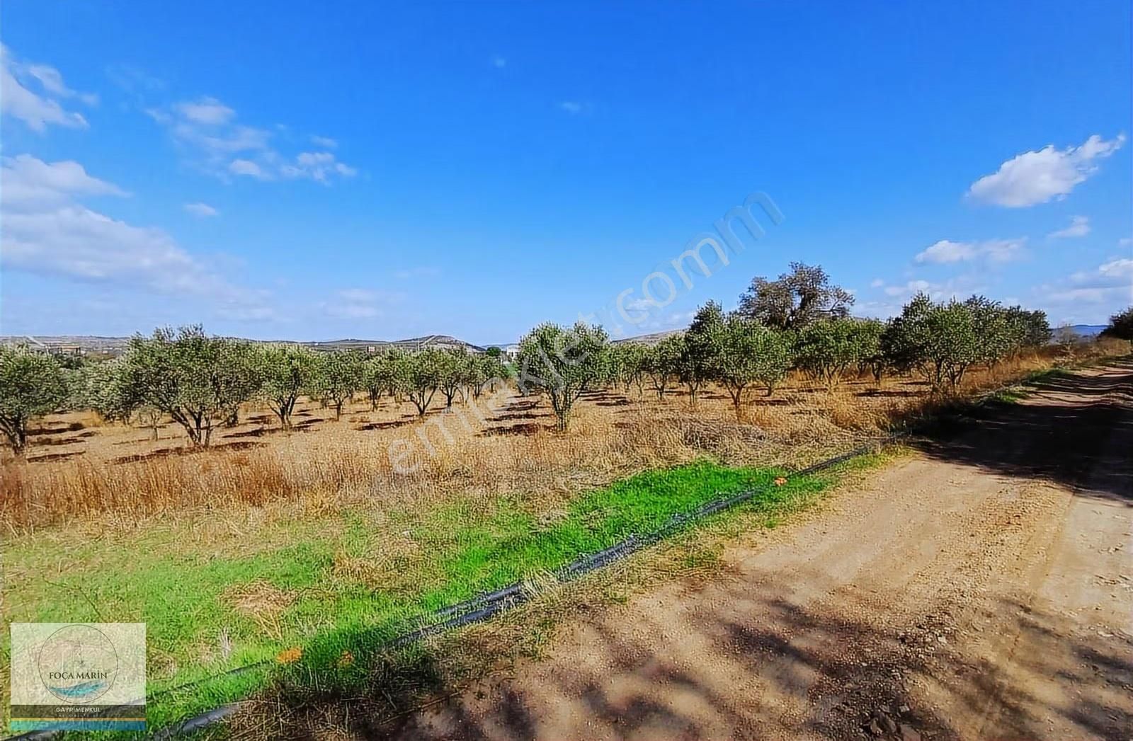 Aliağa Yalı Mh. Merkeze Yakın Konumda 1.246 M2 Zeytinli Tarla - Görsel 2