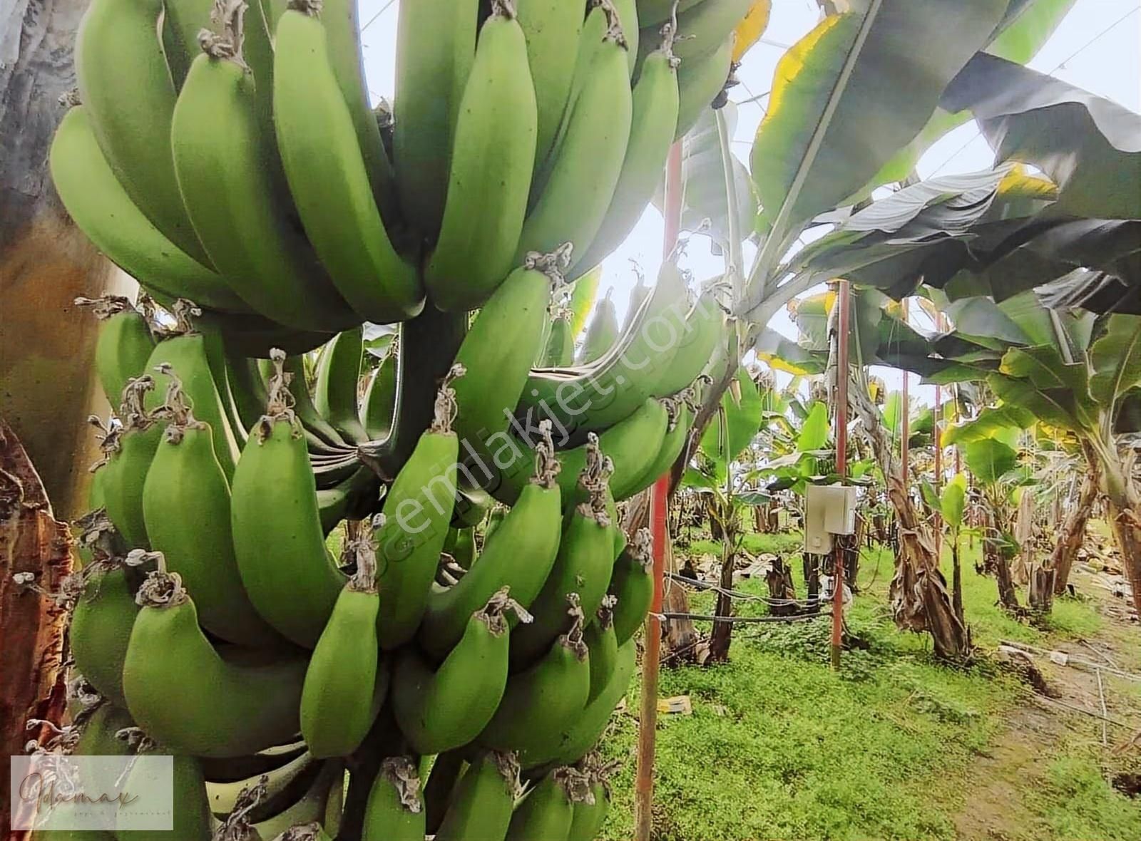 Muz Serası + 3+1 Sıfır Ev , Evin İşin Yan Yana - Görsel 6