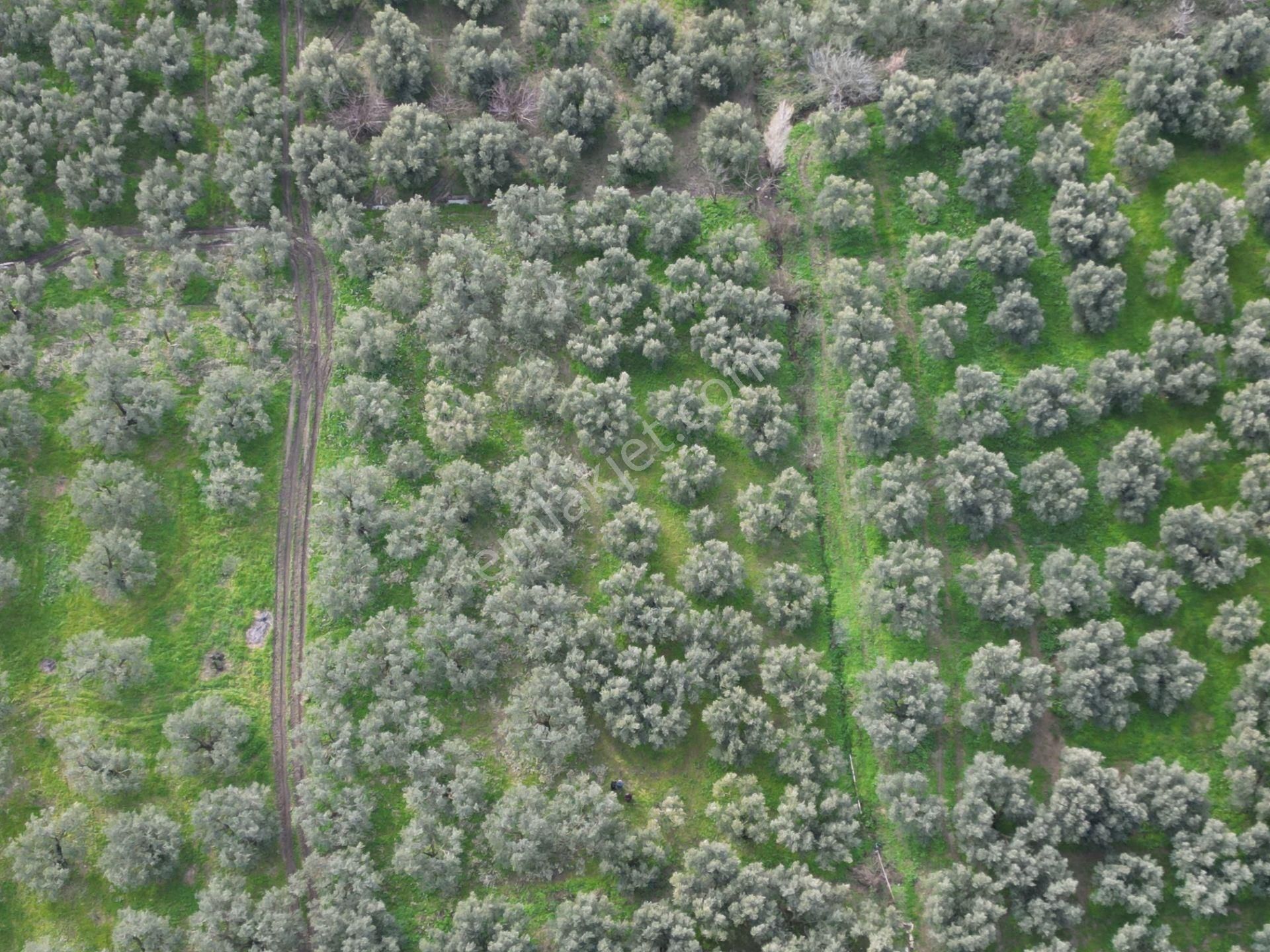 Bursa Orhangazi Üreğil Mahallesi Köy Yakın Satılık Zeytinlik