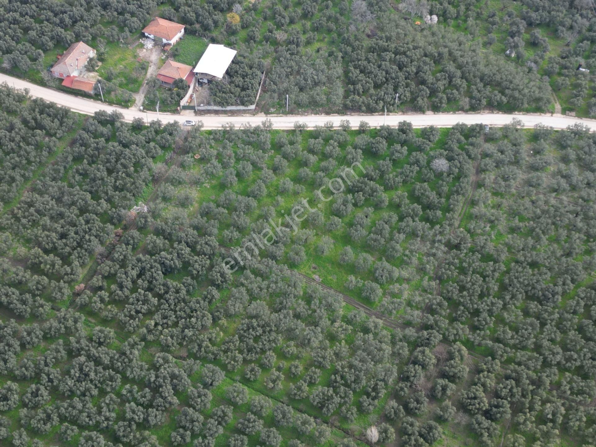 Bursa Orhangazi Üreğil Mahallesi Köy Yakın Satılık Zeytinlik - Görsel 8