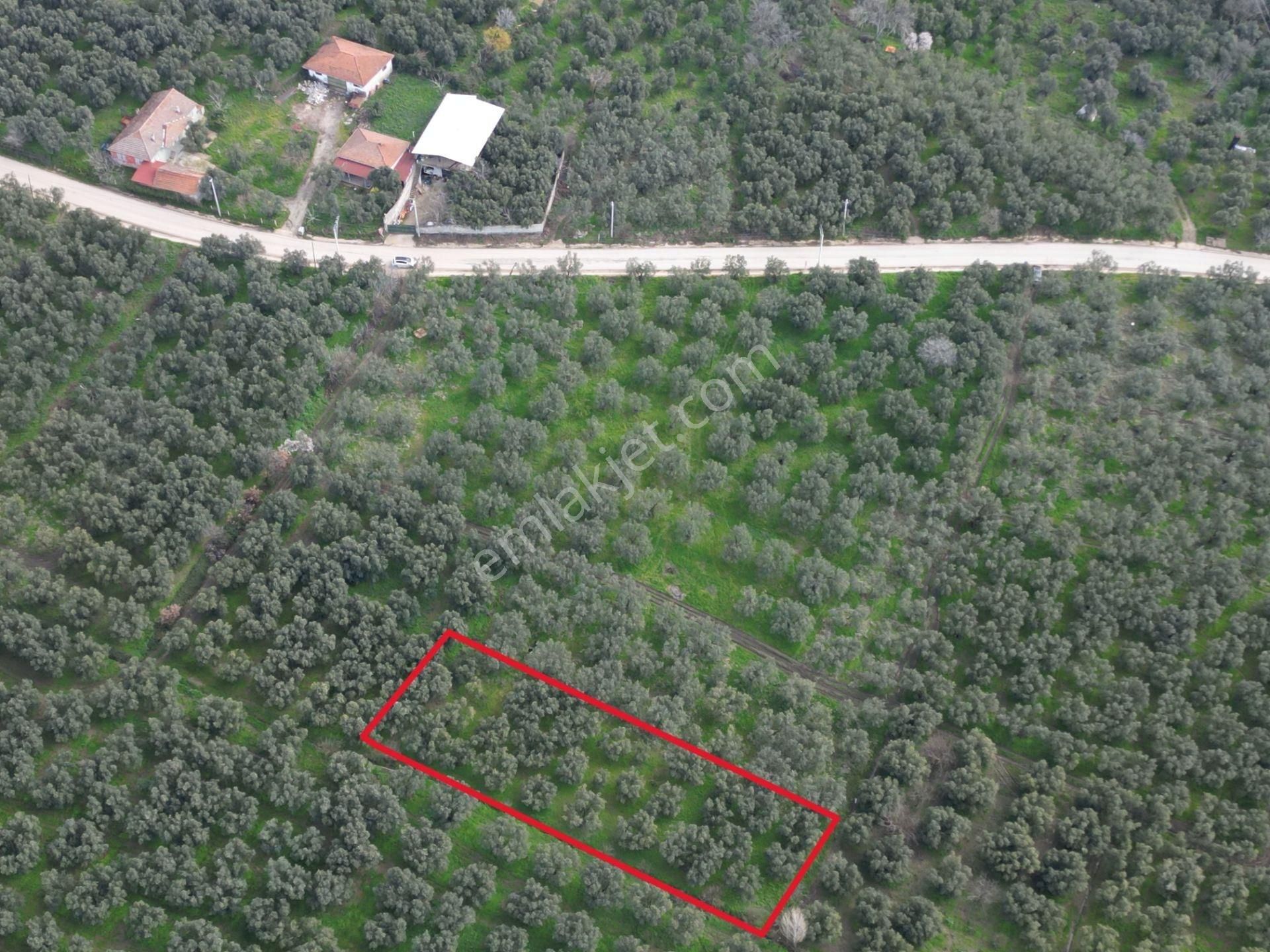 Bursa Orhangazi Üreğil Mahallesi Köy Yakın Satılık Zeytinlik - Görsel 4