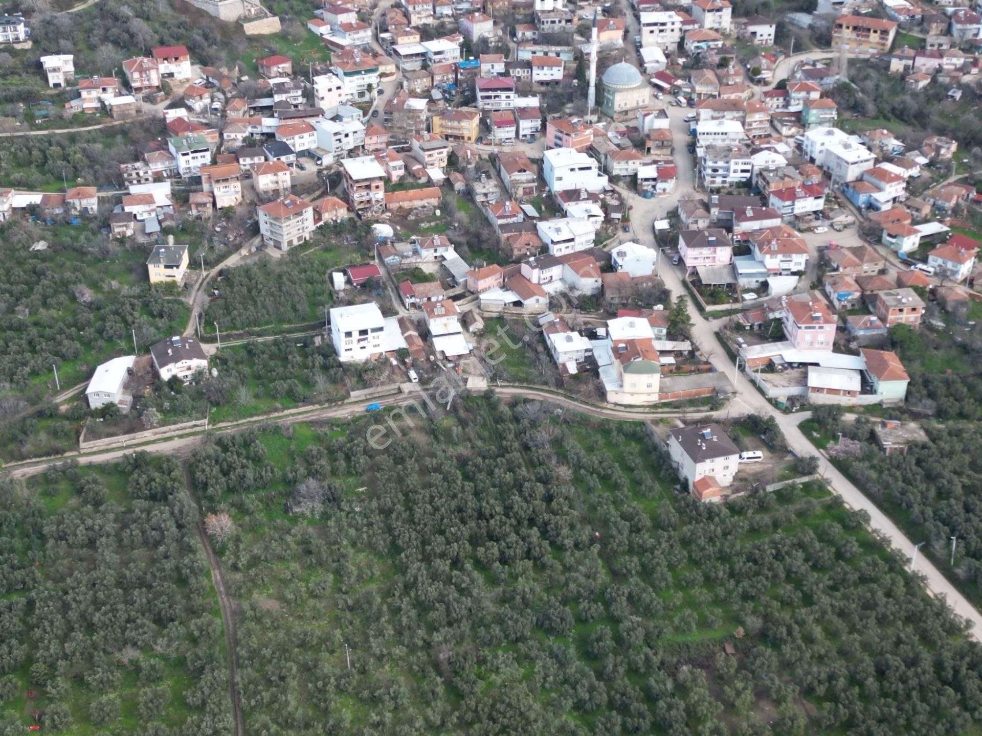 Bursa Orhangazi Üreğil Mahallesi Köy Yakın Satılık Zeytinlik - Görsel 5