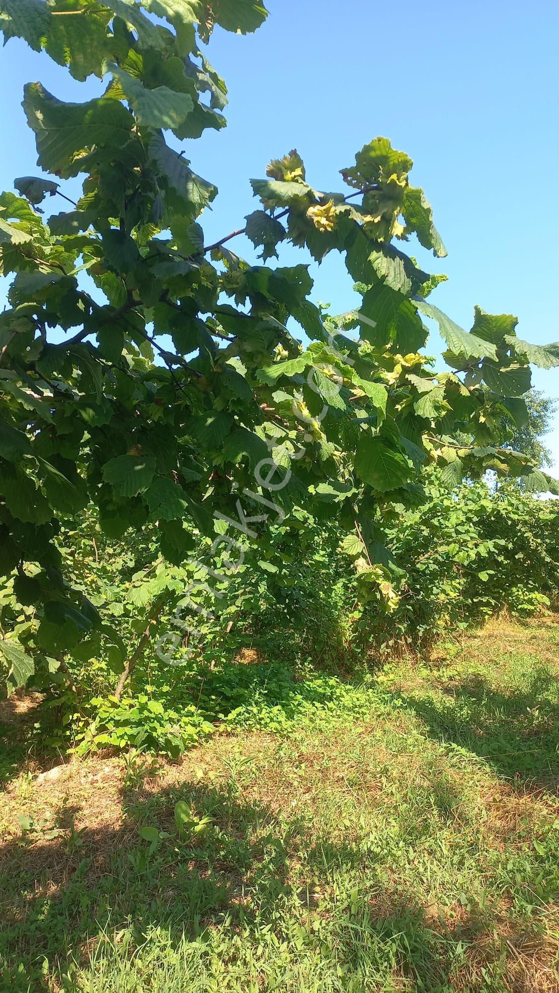 Kandıra Eğercili Fındık Tarlası 16.300m2 - Görsel 9