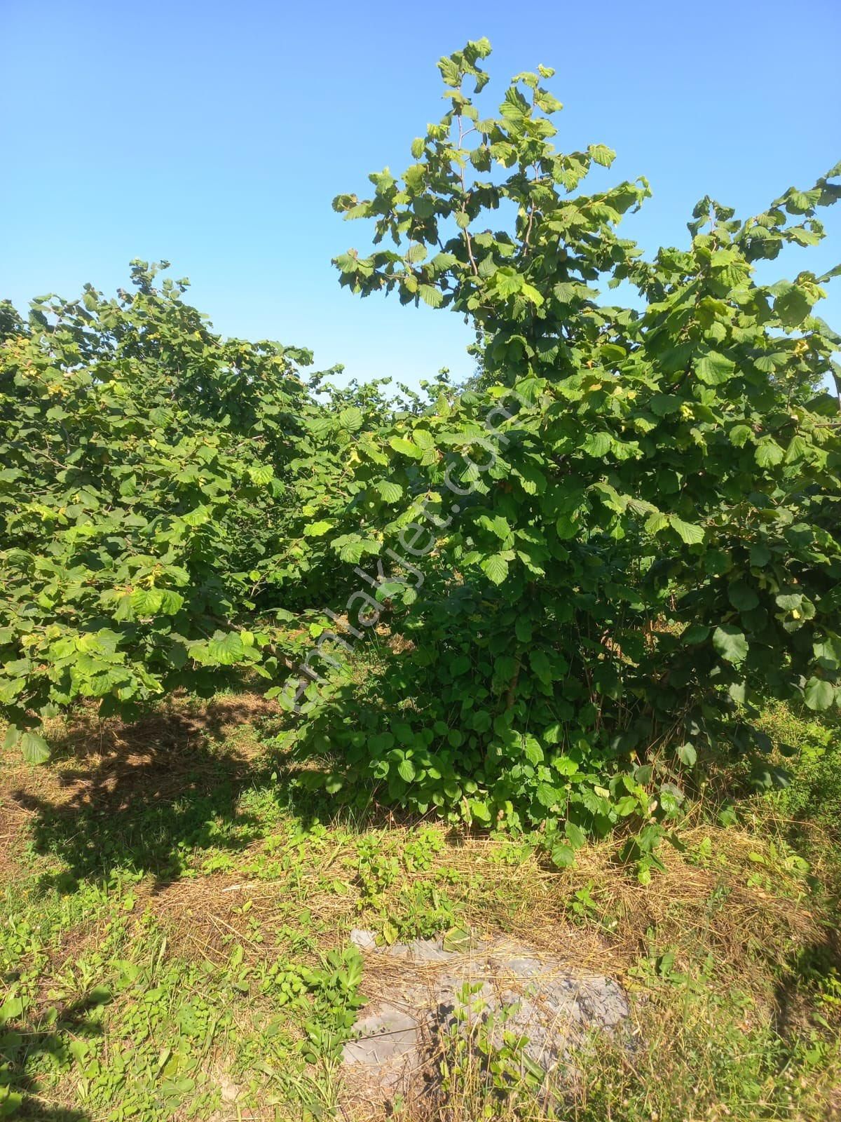 Kandıra Eğercili Fındık Tarlası 16.300m2 - Görsel 6