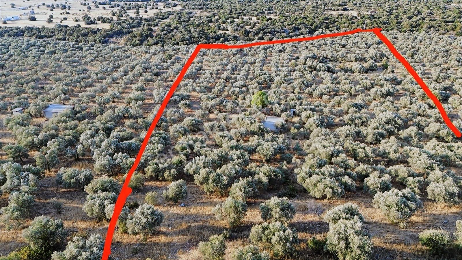 Didim Akyeni Köy Balova Mevki.satılık 25 Dönüm.imarara Açık. - Görsel 7
