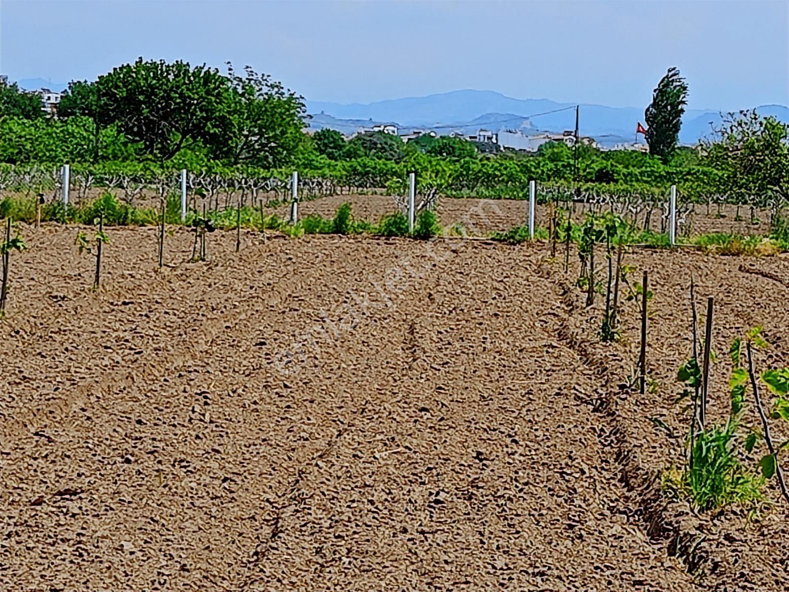 Aydın Germencik Naipli De Satılık 10.776 M2 İncir Bahçesi - Görsel 8