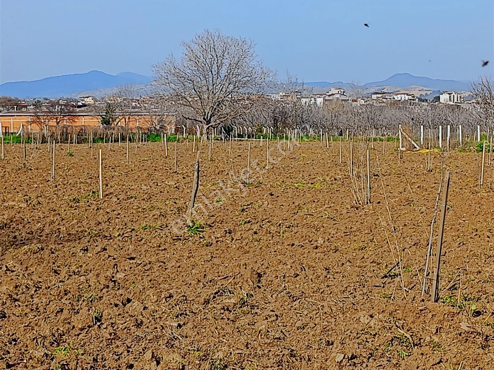 Aydın Germencik Naipli De Satılık 10.776 M2 İncir Bahçesi - Görsel 6
