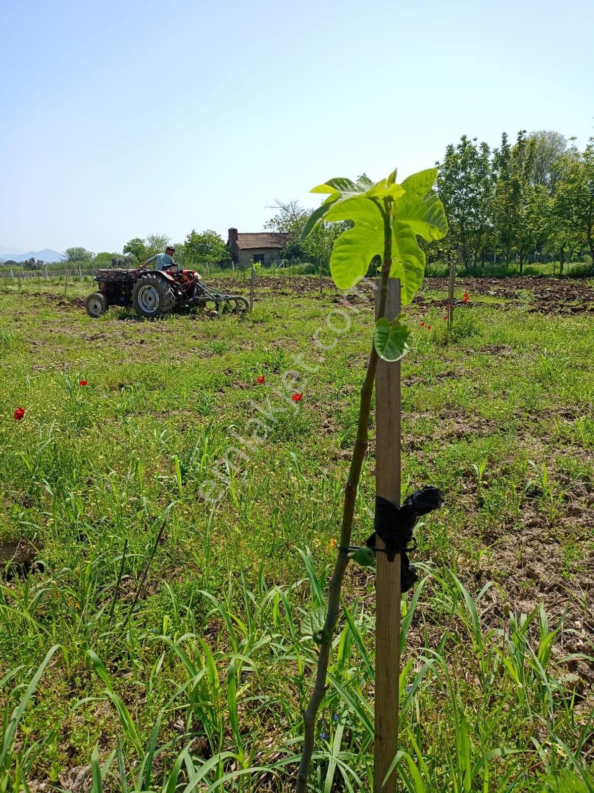 Aydın Germencik Naipli De Satılık 10.776 M2 İncir Bahçesi - Görsel 4