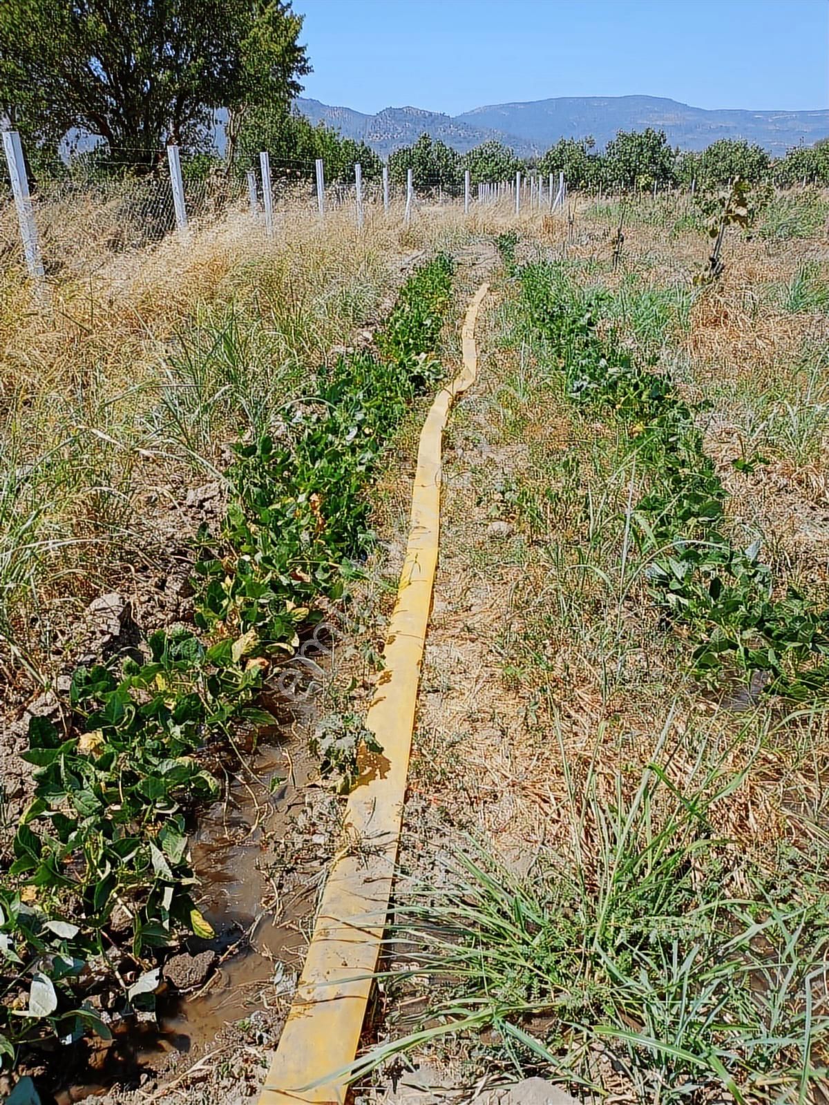 Aydın Germencik Naipli De Satılık 10.776 M2 İncir Bahçesi - Görsel 2