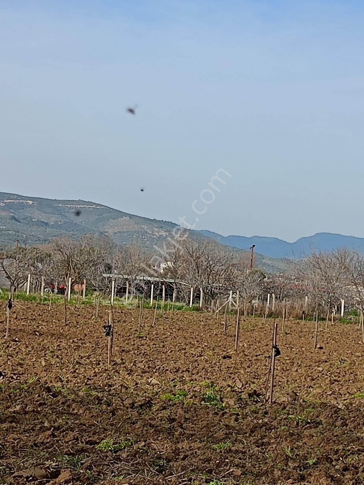 Aydın Germencik Naipli De Satılık 10.776 M2 İncir Bahçesi - Görsel 7