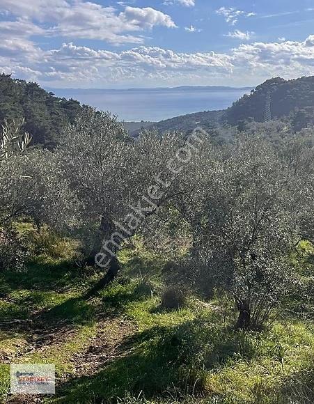 Startkey'den Yeşilyurt Köyünde Satılık Deniz Manzaralı Zeytinlik - Görsel 19