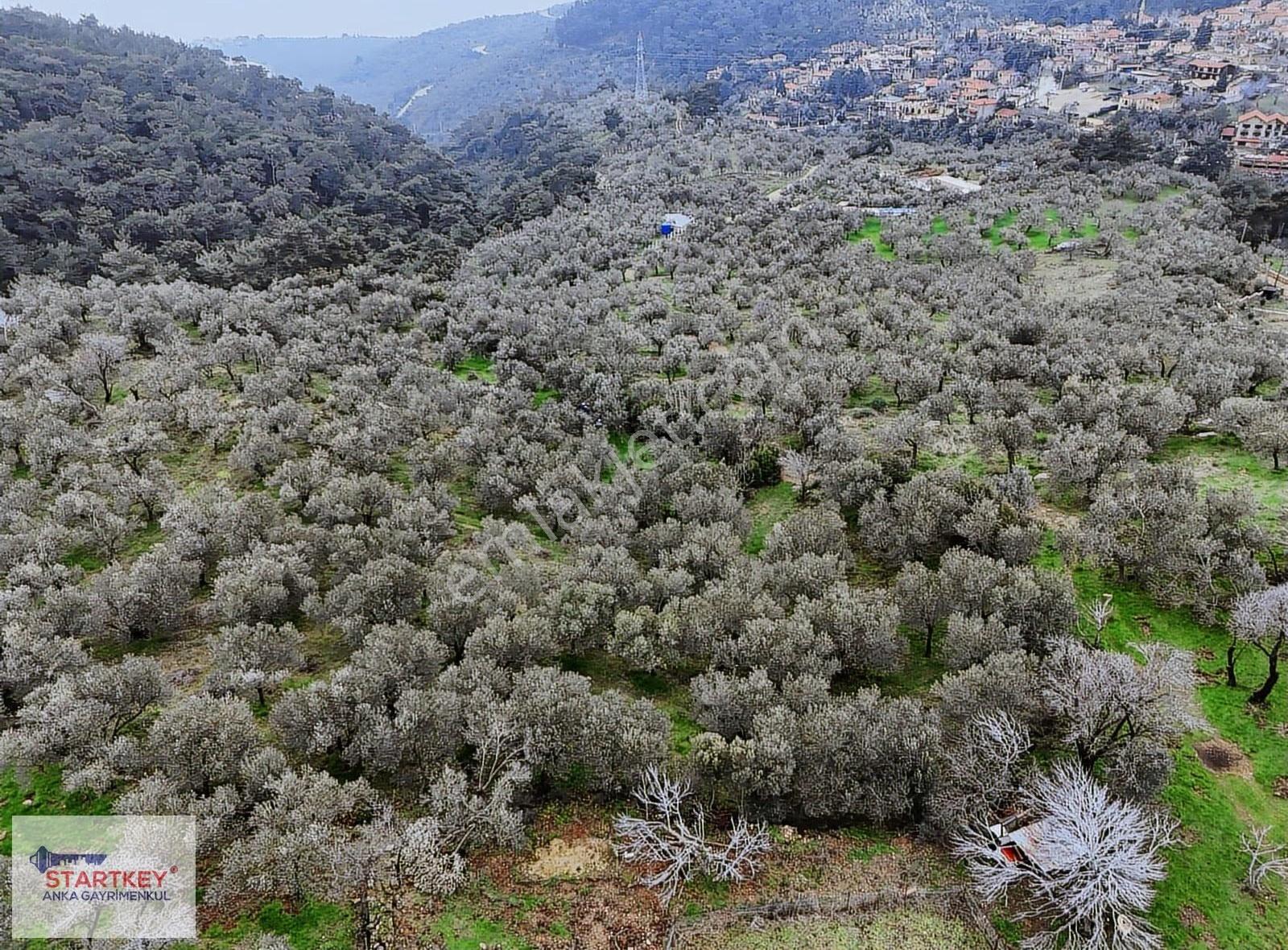 Startkey'den Yeşilyurt Köyünde Satılık Deniz Manzaralı Zeytinlik - Görsel 9