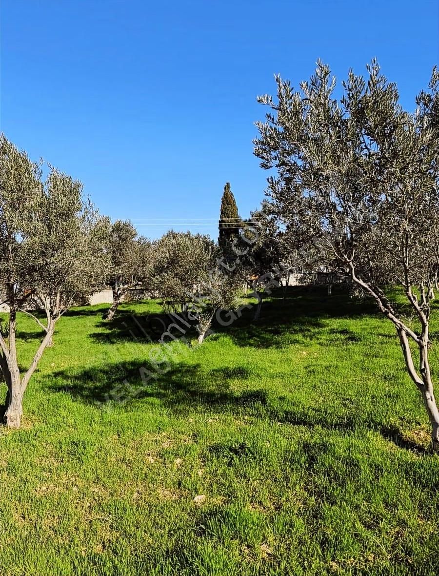 Çeşme Germiyan'da Ana Yola Cepheli 3365m² Tarla Ve 160m² Ev - Görsel 3