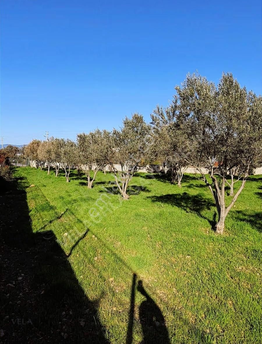 Çeşme Germiyan'da Ana Yola Cepheli 3365m² Tarla Ve 160m² Ev - Görsel 5