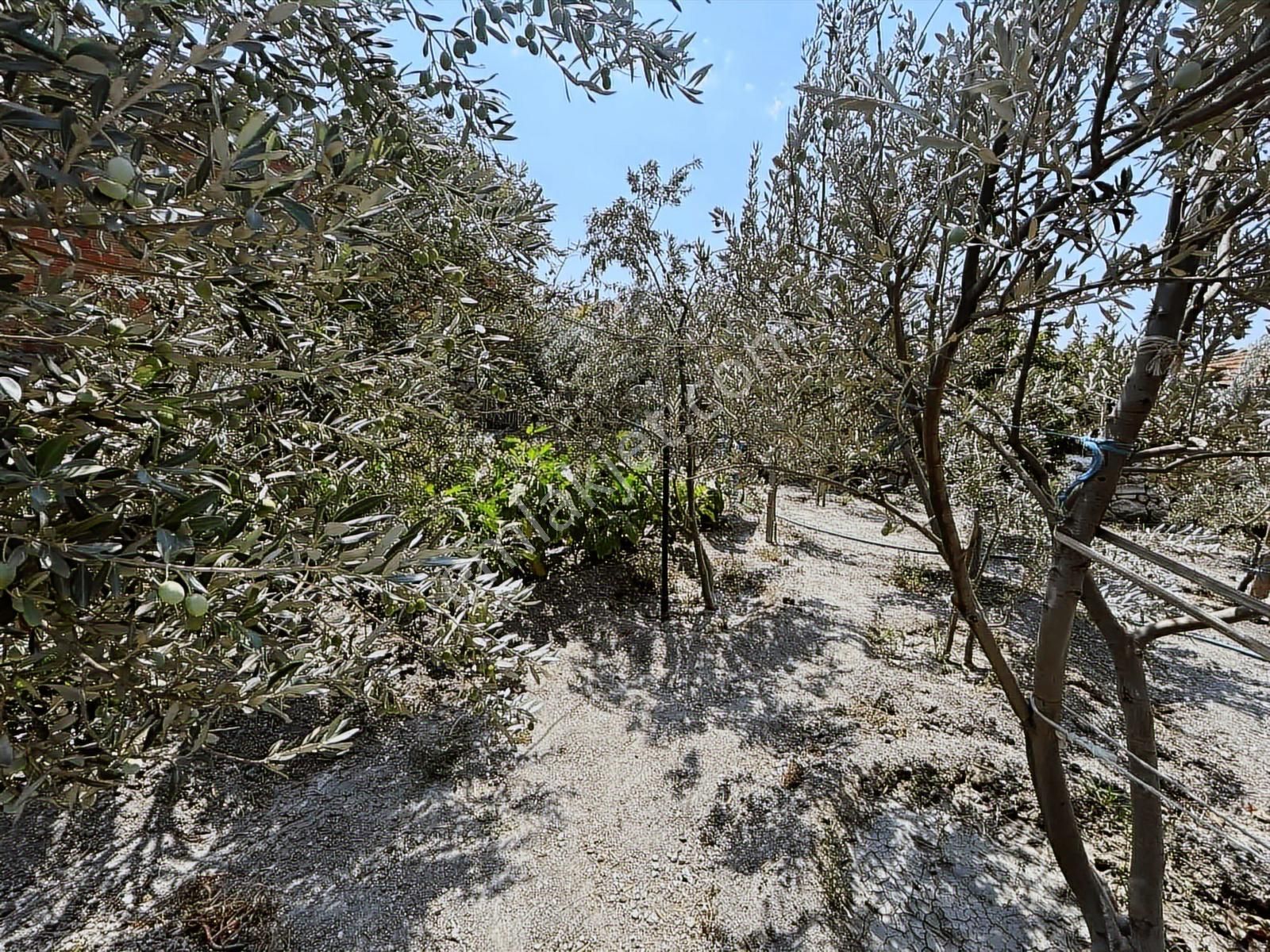 Foça Gerenköy Satılık Müstakil Ev - Görsel 35