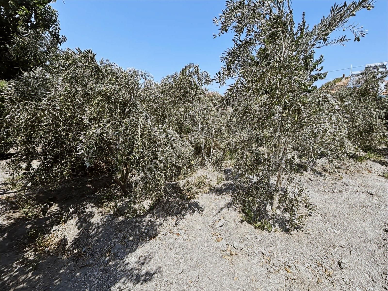 Foça Gerenköy Satılık Müstakil Ev - Görsel 33