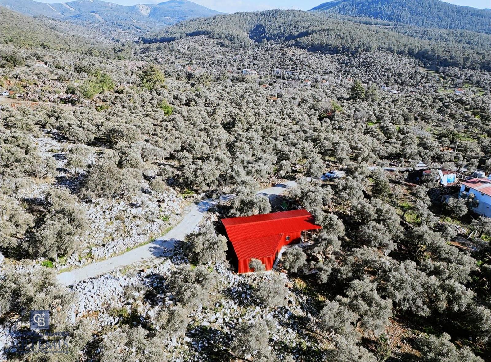 Milas Kalınağıl Satılık Bakımlı Zeytinlik Ve Ev - Görsel 23