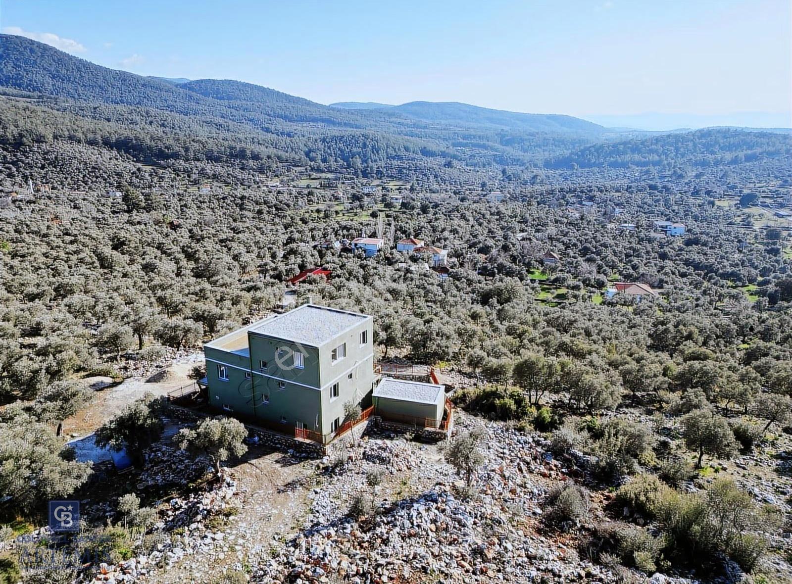 Milas Kalınağıl Satılık Bakımlı Zeytinlik Ve Ev - Görsel 12