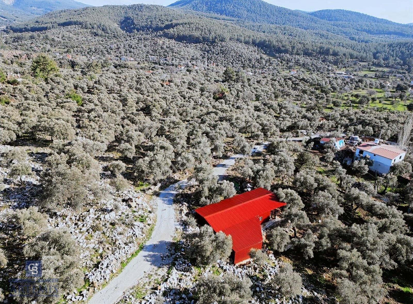 Milas Kalınağıl Satılık Bakımlı Zeytinlik Ve Ev - Görsel 13