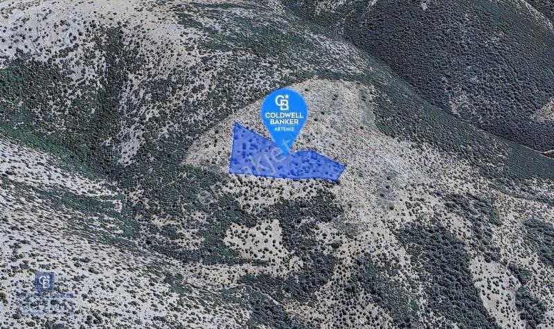 Milas Kalınağıl Köyü Satılık Zeytinlik