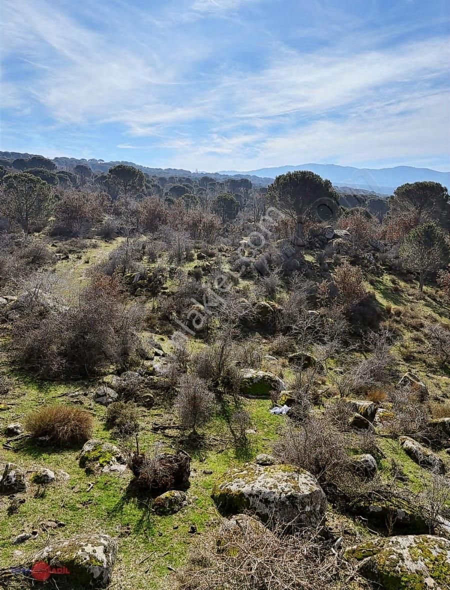 Bergama Kozak Yaylasında Satılık Çamlık - Görsel 12