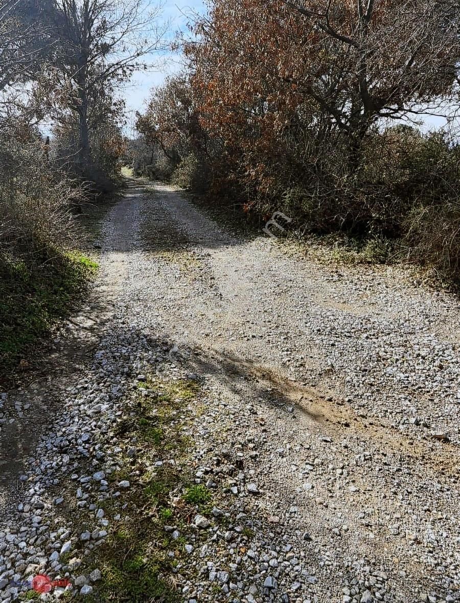 Bergama Kozak Yaylasında Satılık Çamlık - Görsel 14