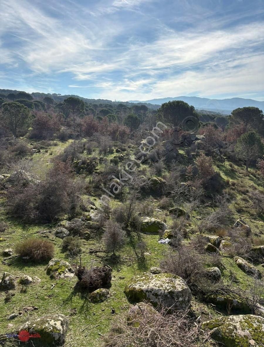 Bergama Kozak Yaylasında Satılık Çamlık