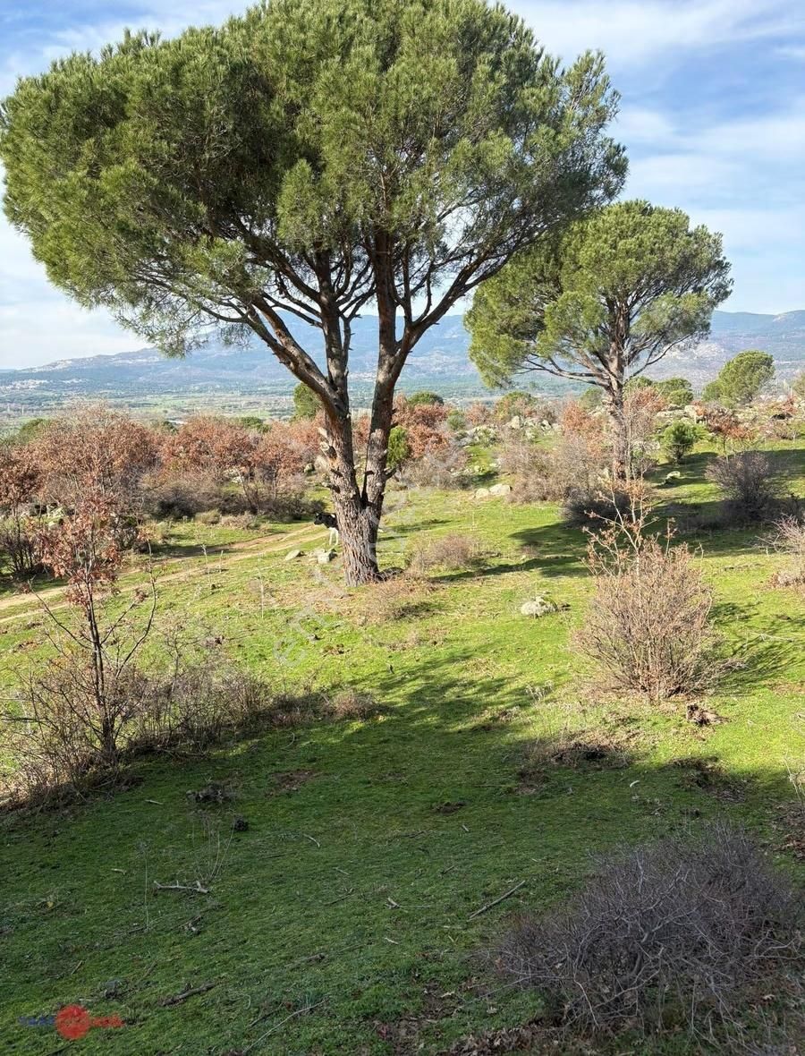 Bergama Kozak Yaylasında Satılık Çamlık - Görsel 10
