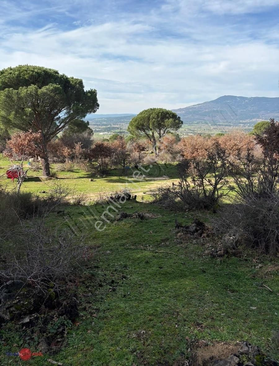Bergama Kozak Yaylasında Satılık Çamlık - Görsel 7
