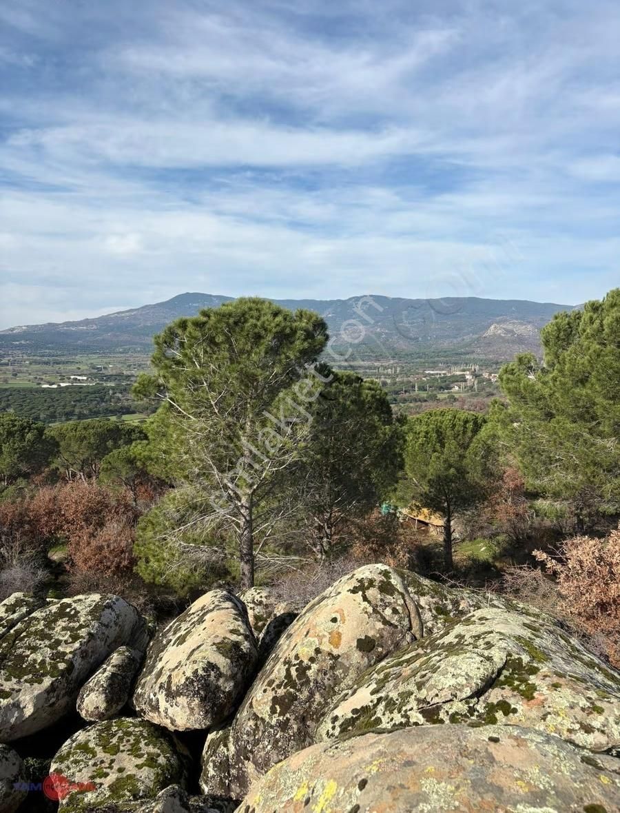 Bergama Kozak Yaylasında Satılık Çamlık - Görsel 5
