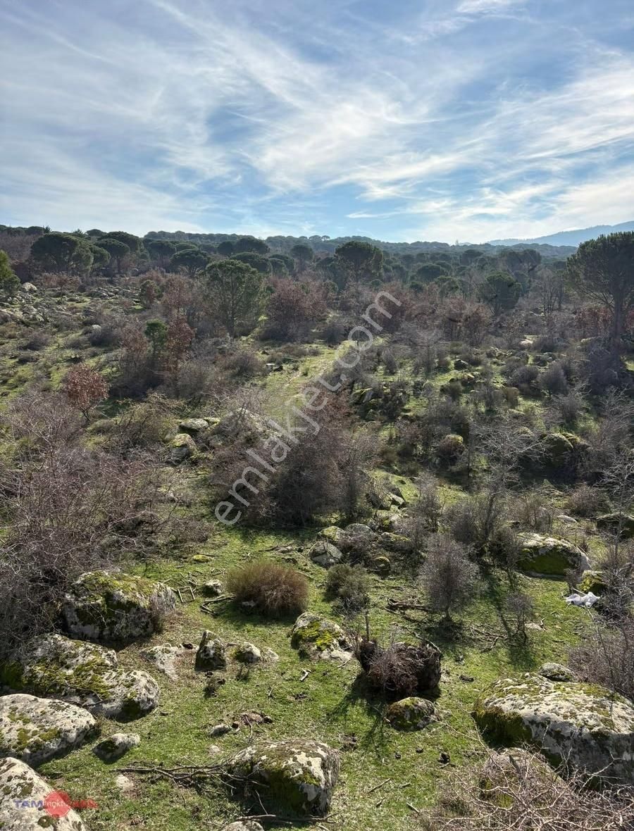 Bergama Kozak Yaylasında Satılık Çamlık - Görsel 11