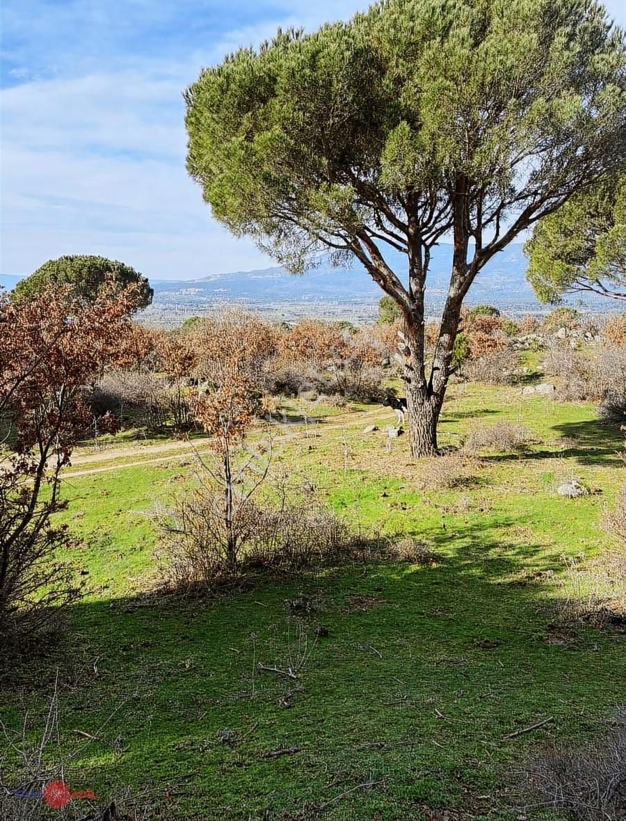 Bergama Kozak Yaylasında Satılık Çamlık - Görsel 13