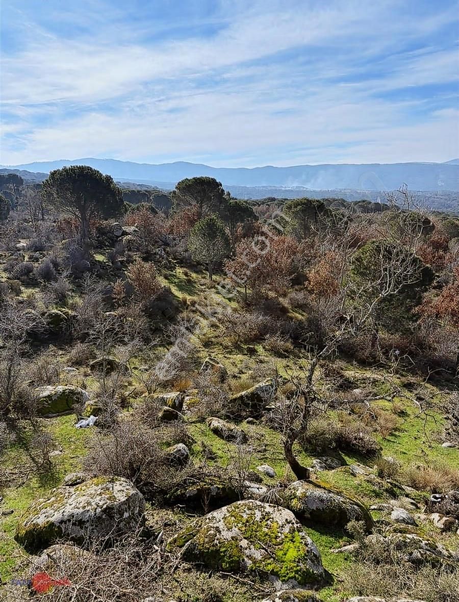 Bergama Kozak Yaylasında Satılık Çamlık - Görsel 4