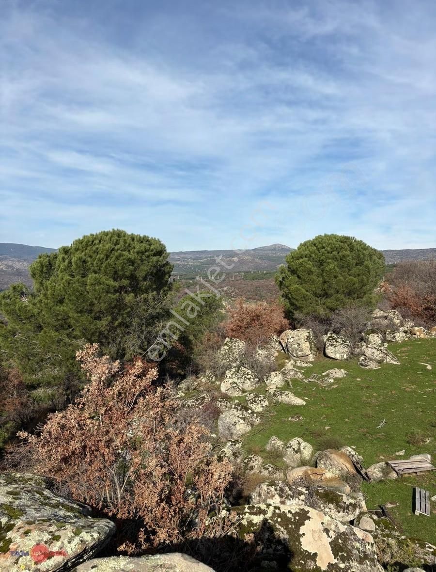 Bergama Kozak Yaylasında Satılık Çamlık - Görsel 2