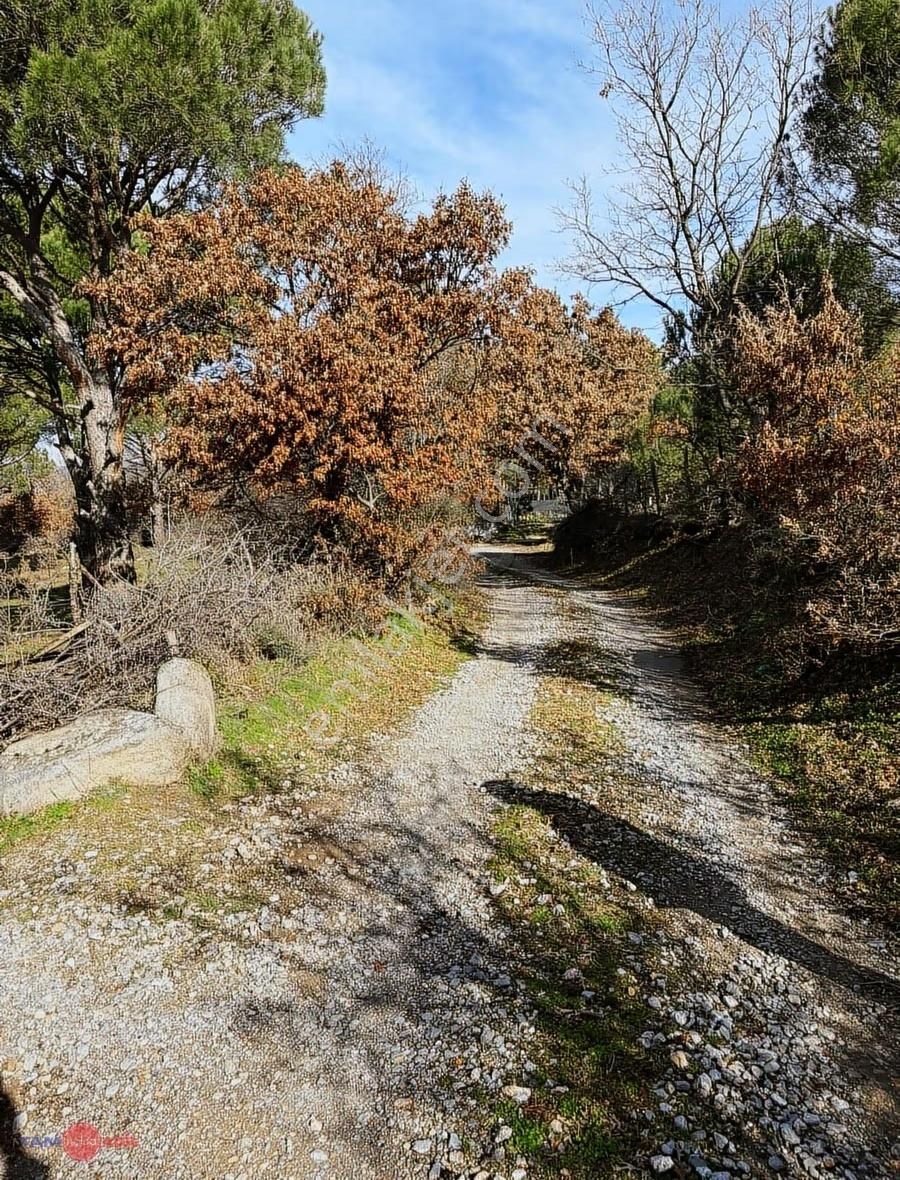 Bergama Kozak Yaylasında Satılık Çamlık - Görsel 3