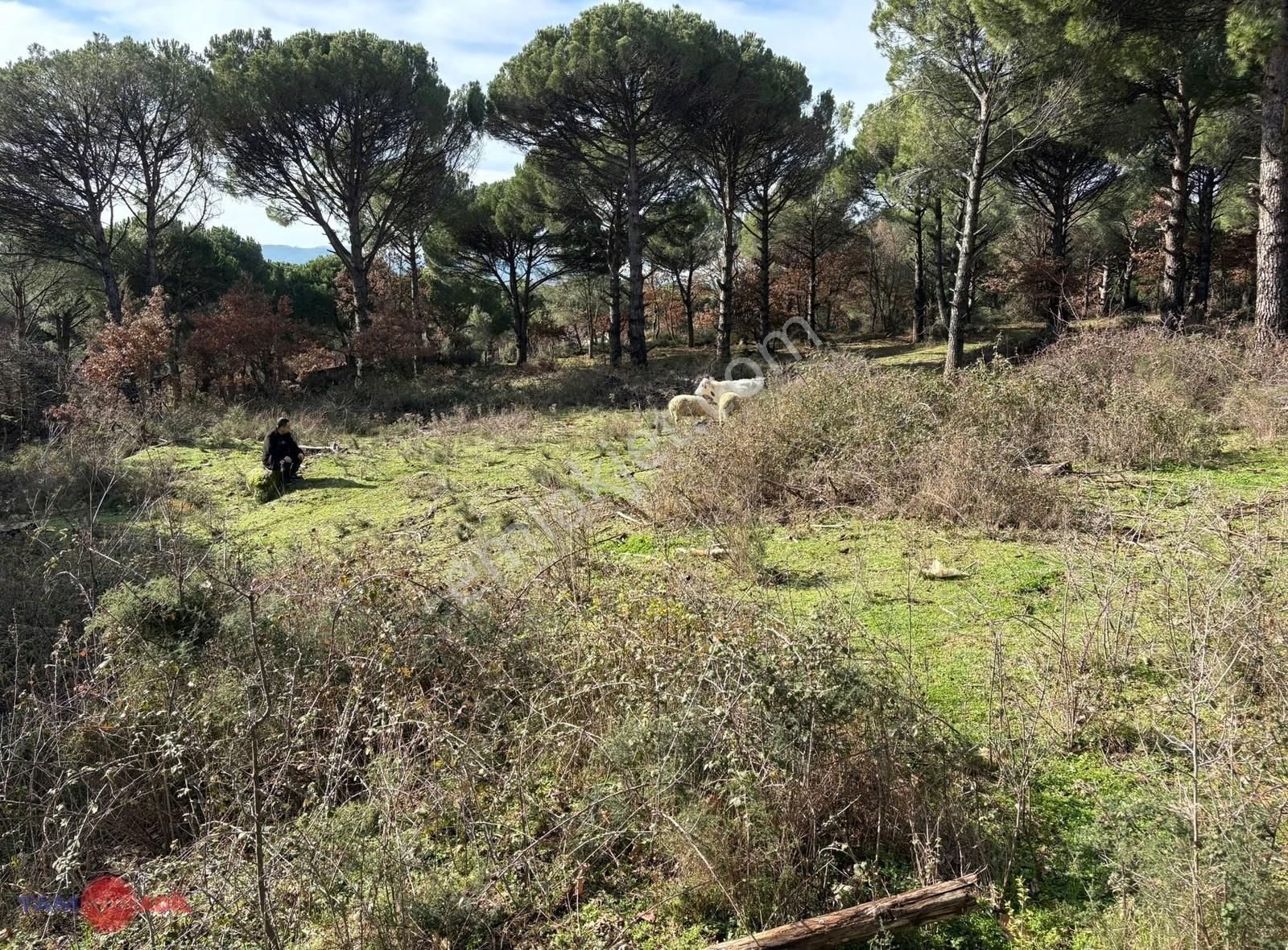 Kozak Kıranlıda Satılık Çamlık - Görsel 4