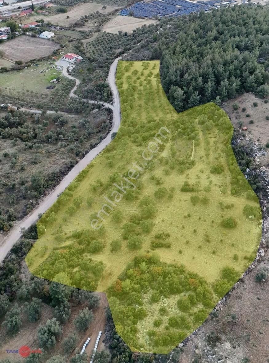 18.549 Dönüm Verimli Zeytinlik / Yüksek Yağ Verimi