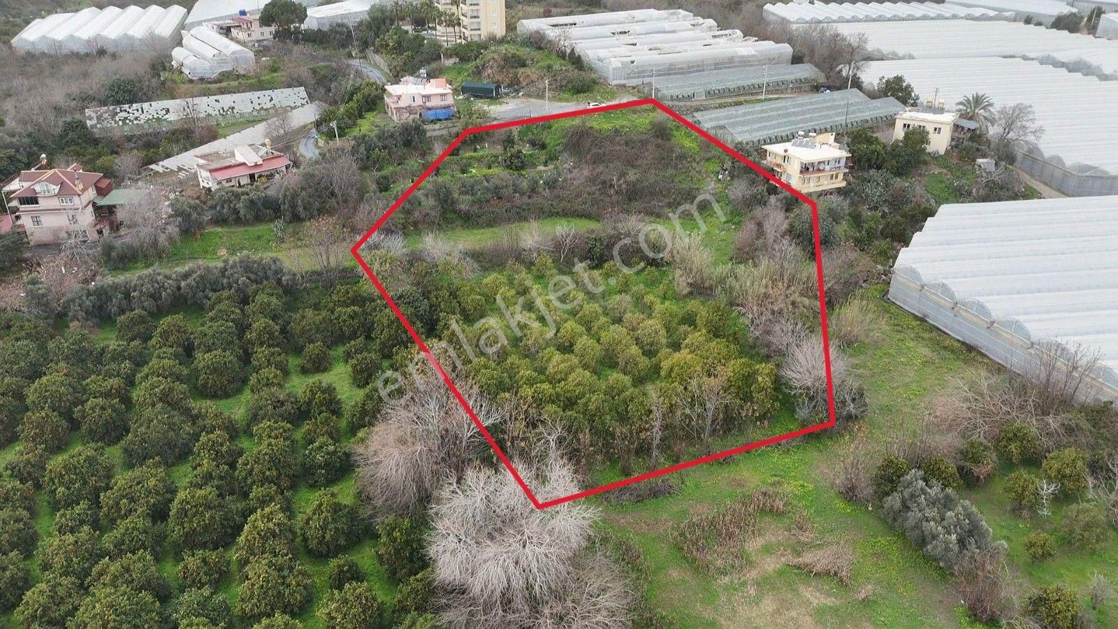 Demirtaş Mahallesi’nde Satılık 5.350 M² Narenciye Bahçesi Ve Tarla - Görsel 4