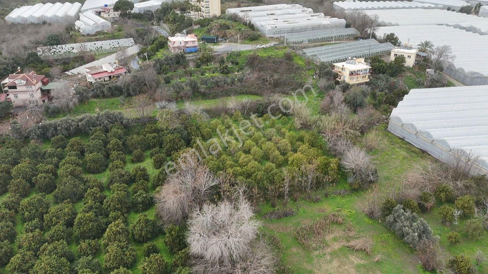 Demirtaş Mahallesi’nde Satılık 5.350 M² Narenciye Bahçesi Ve Tarla