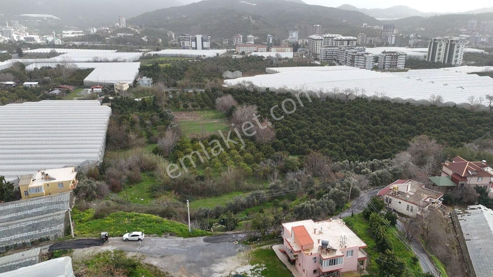 Demirtaş Mahallesi’nde Satılık 5.350 M² Narenciye Bahçesi Ve Tarla - Görsel 8