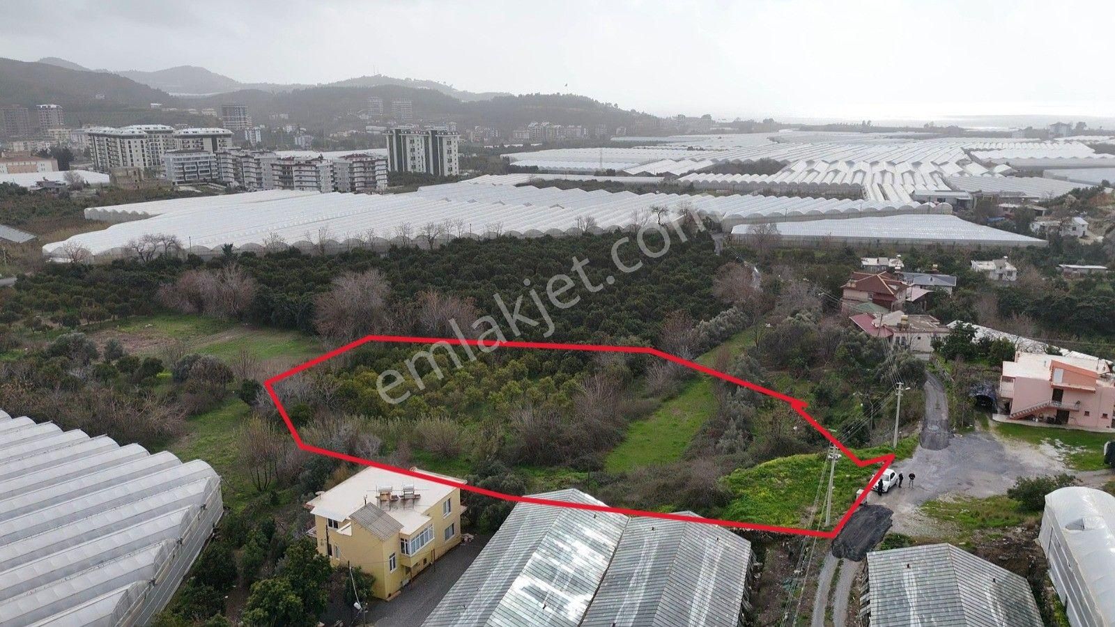 Demirtaş Mahallesi’nde Satılık 5.350 M² Narenciye Bahçesi Ve Tarla - Görsel 5