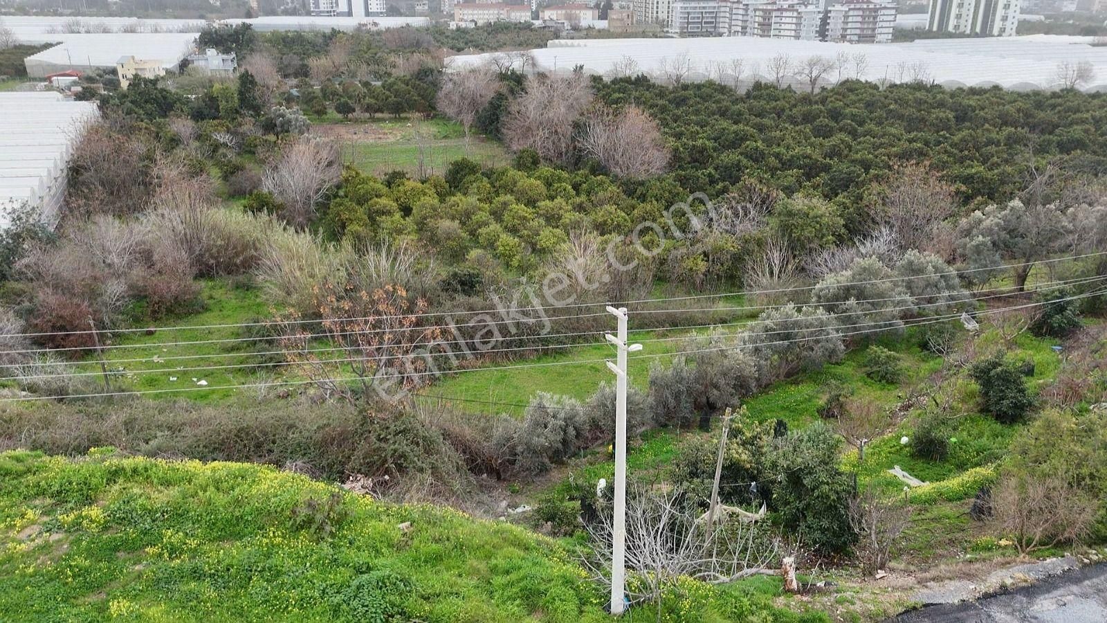 Demirtaş Mahallesi’nde Satılık 5.350 M² Narenciye Bahçesi Ve Tarla - Görsel 9