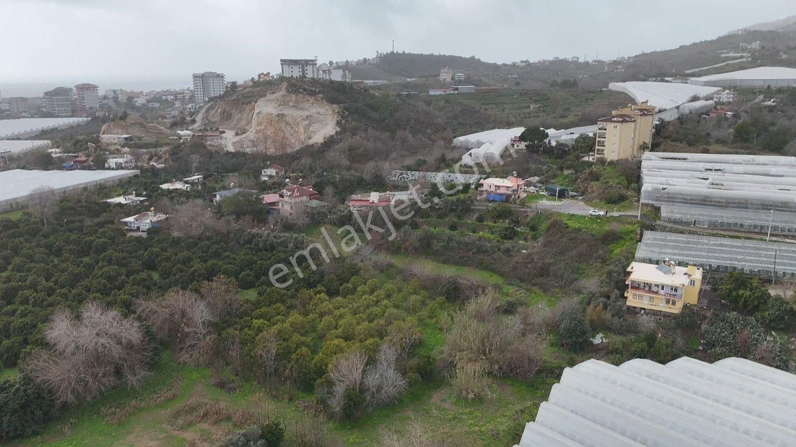 Demirtaş Mahallesi’nde Satılık 5.350 M² Narenciye Bahçesi Ve Tarla - Görsel 7
