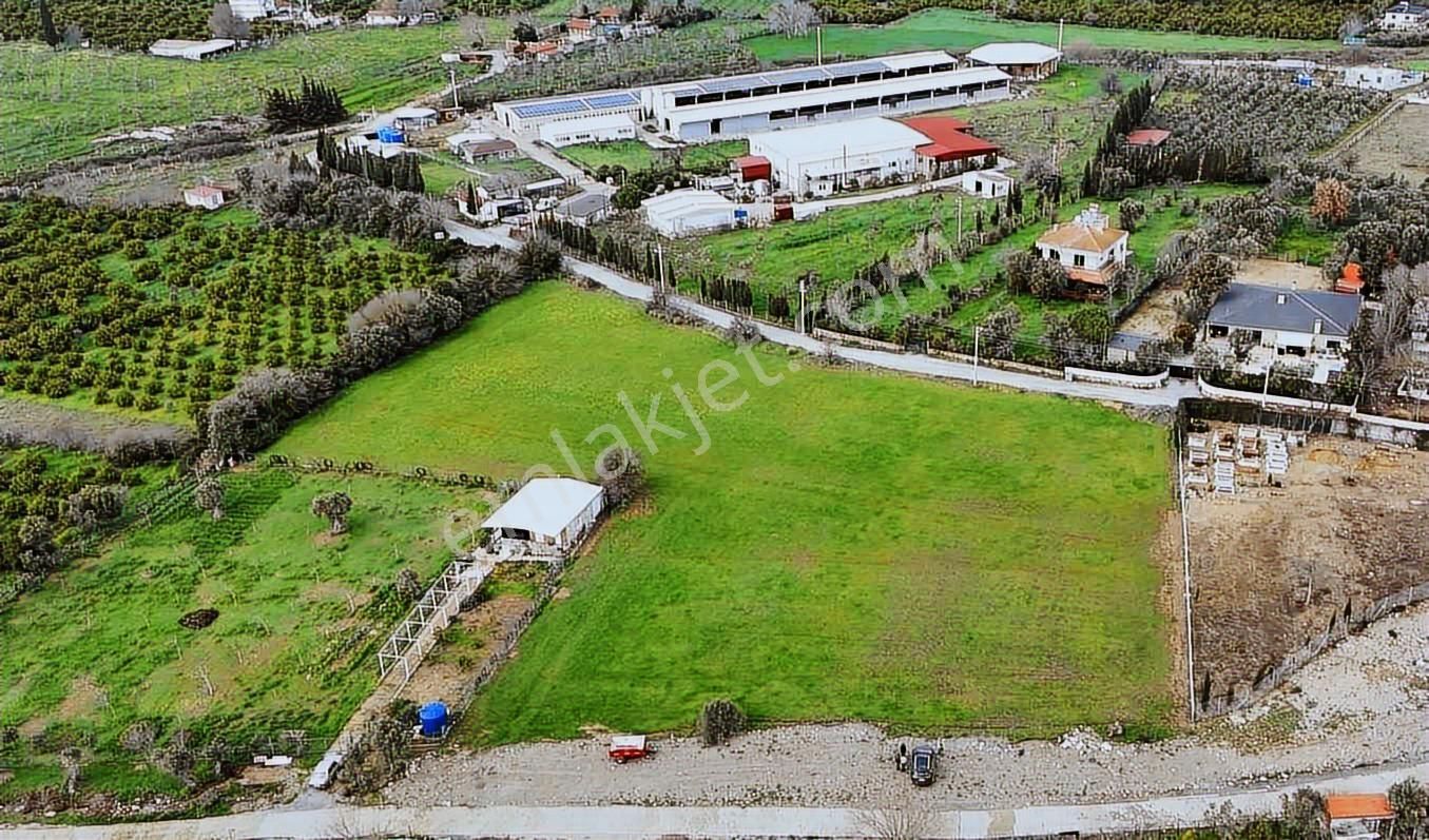 Seferihisar Köy İçerisinde Elektirigi Suyu Olan Fırsat Arsa