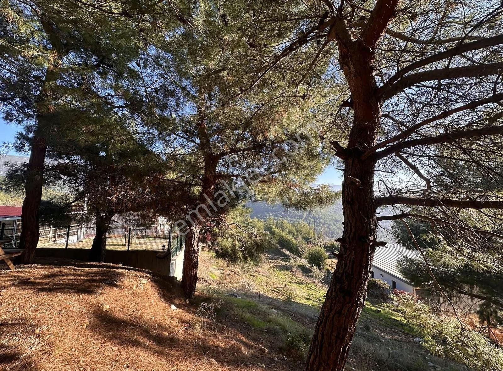 Kemalpaşa Kuyucak Satılık 2095m2 Arsa İçinde Müstakil Ev - Görsel 3