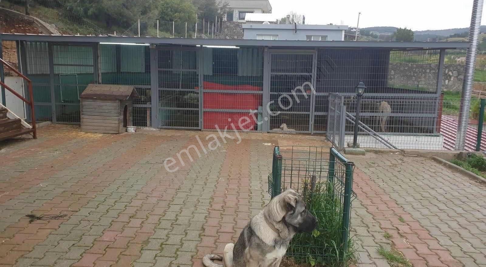 Kemalpaşa Kuyucak Satılık 2095m2 Arsa İçinde Müstakil Ev - Görsel 35