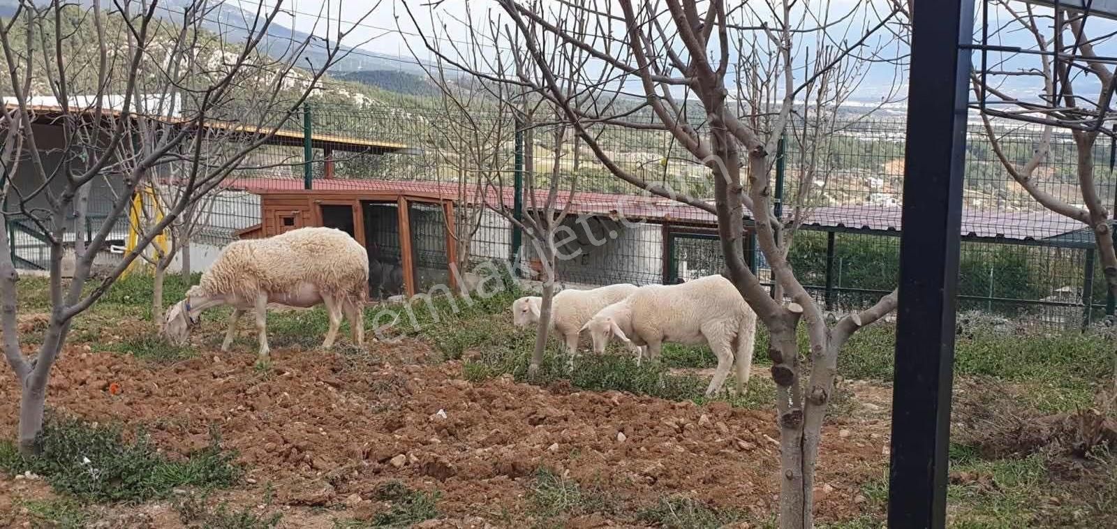 Kemalpaşa Kuyucak Satılık 2095m2 Arsa İçinde Müstakil Ev - Görsel 19